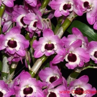 พิมตัดโนบิเล่ (Aluminum mold cutter Dendrobium nobile orchids)