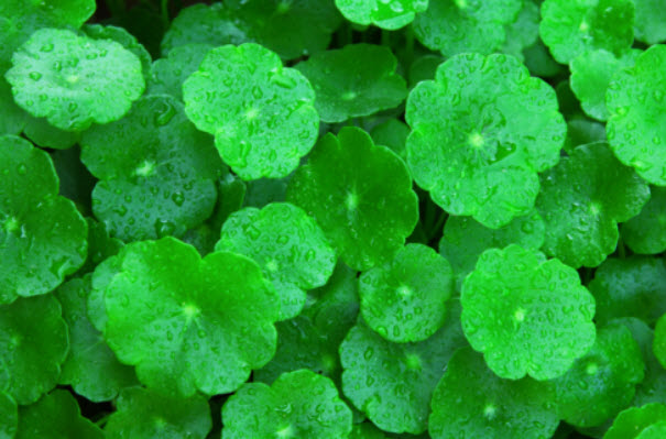 บัวบก (Centella asiatica) / 50 เม็ด (France)