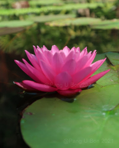 บัวฝรั่ง 'ระพีลาภ' / Hardy Waterlily N.'Rapeelarp'