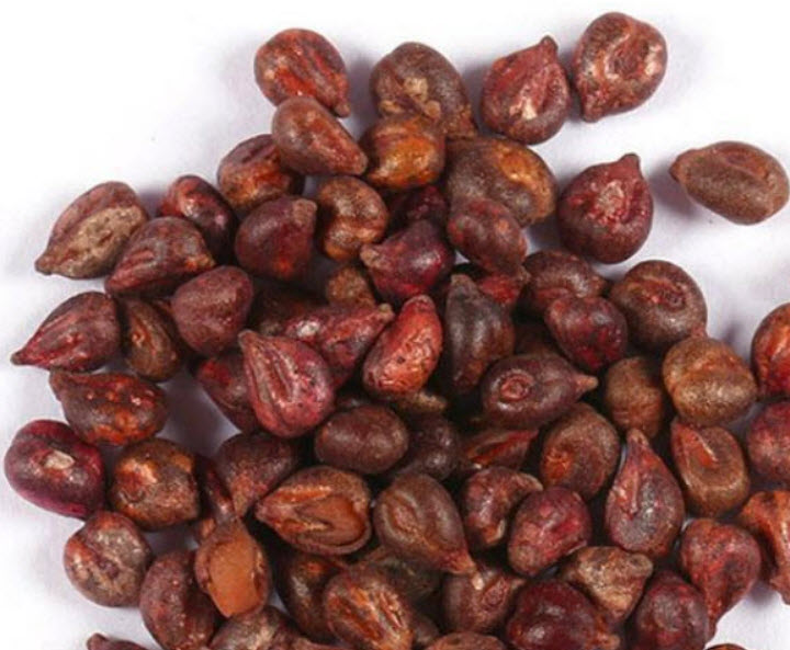 องุ่นนิ้วแม่มด (Witch Finger Grape) / 50 เม็ด*