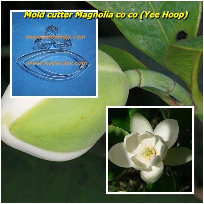 พิมพ์ตัดอลูมิเนียมดอก + ใบ ยี่หุบ Mold cutter Magnolia co co (Yee Hoop)