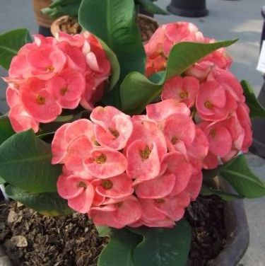 พิมพ์อลูมิเนียมตัดดอก+ใบโป้ยเซียน(Aluminum mold cutter flowers+ leaves the Corow of Thorns)