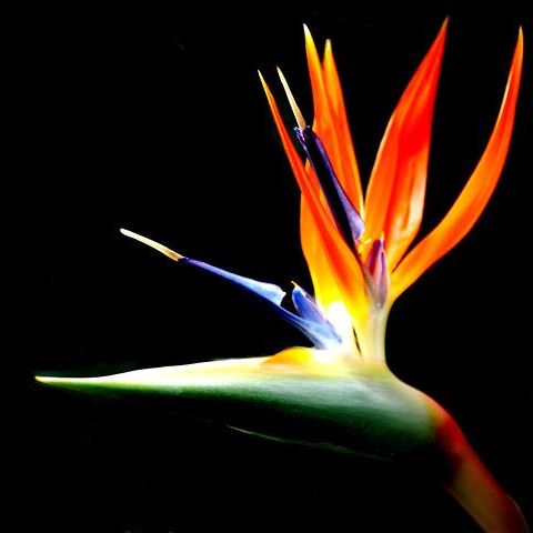 พิมพ์อลูมิเนียมตัดดอก+ใบปักษาสวรรค์(Aluminum mold cutter Bird of paradise + leaves )