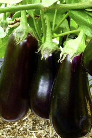 มะเขือยาว (Aubergine - Black Beauty) ลูกยาว / 30 เม็ด (UK)
