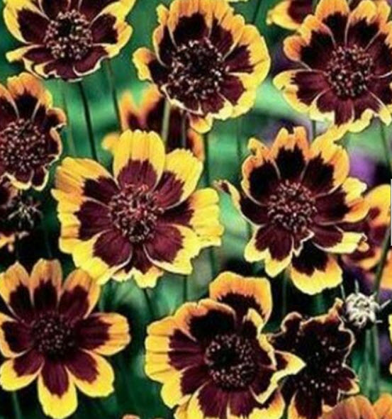 คอสมีเดียม (Cosmidium / Burridgeanum Brunette) / 50 เม็ด (USA)