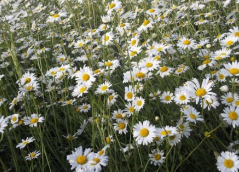 มาร์เกอเร็ต หรือ Oxeye Daisy / 9,000 เม็ด (UK)