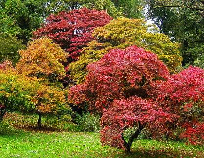 เมเปิลญี่ปุ่นใบเล็ก (Japanese maple) ต้นเตี้ย สีแดง / 20 เม็ด (Spain)