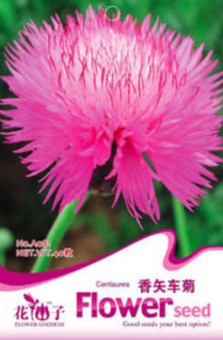 คอร์นฟลาวเวอร์ (Cornflower / Centaurea) / ซอง 40 เม็ด*