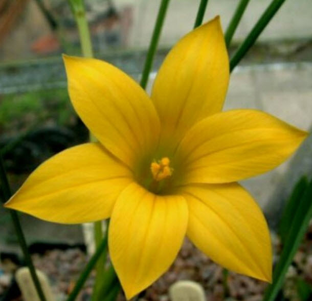 โรมูเลีย (Romulea citrina) สีเหลือง / 5 เม็ด (Spain)