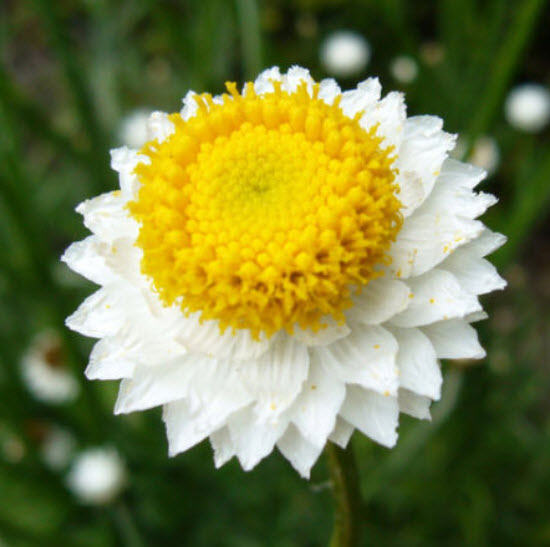 วิงก์ เอฟเวอลาสติ้ง (Winged Everlasting) / 2,000 เม็ด (UK)
