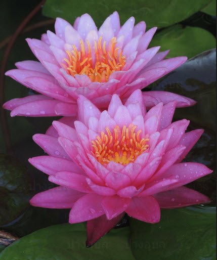 บัวฝรั่ง 'บัวระพี' / Hardy Waterlily N.'Bua Rapee'