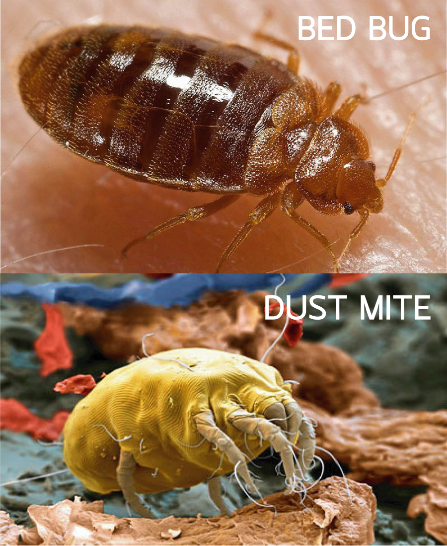 ไรฝุ่นกัด