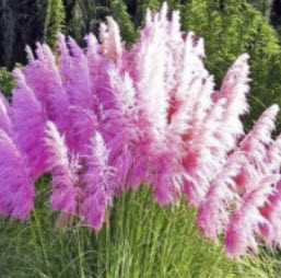 หญ้าภูเขา หรือหญ้าขนนก สีชมพู / 200 เม็ด (UK)*