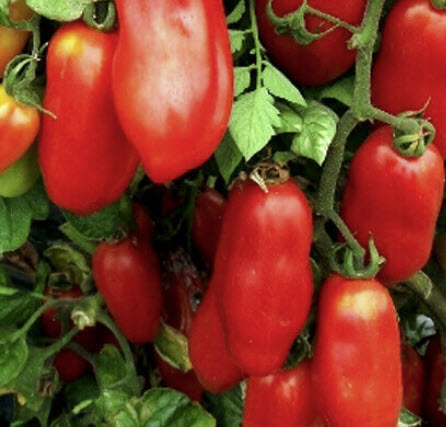 มะเขือเทศ (Tomato - San Marzano 2) / 20 เม็ด (UK)
