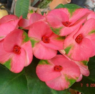 พิมพ์อลูมิเนียมตัดดอก+ใบโป้ยเซียน(Aluminum mold cutter flowers+ leaves the Corow of Thorns)