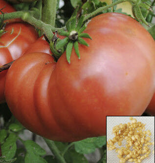 มะเขือเทศ (Tomato - Super King) / 30 เม็ด (UK)