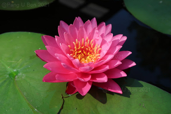 บัวฝรั่ง 'ระพีลาภ' / Hardy Waterlily N.'Rapeelarp'