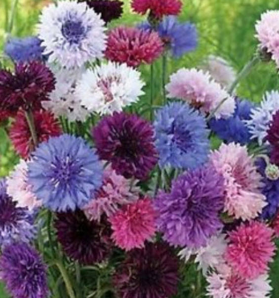 คอร์นฟลาวเวอร์ (Cornflower) คละ / 50 เม็ด (Ukraine)
