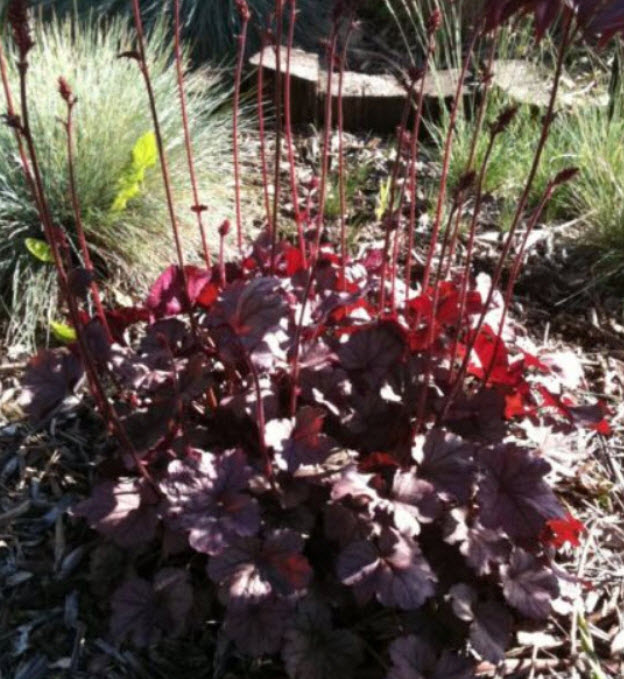 ฮิวเชร่า (Heuchera - Palace Purple) / 50 เม็ด (Australia)*