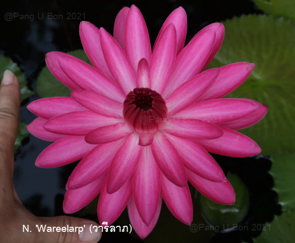 บัวสาย'วารีลาภ' / N.'Wareelarp'