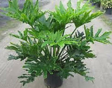 ฟิโลใบมะละกอ หรือ ฟีโล ซีลอม (Philodendron selloum) / 10 เม็ด*