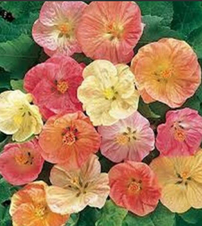 ชบาโคม (Flowering Maple) คละ / 50 เม็ด (USA)*
