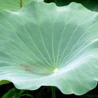 พิมพ์อัดลายใบบัวหลวง (Veiners LOTUS leaves)