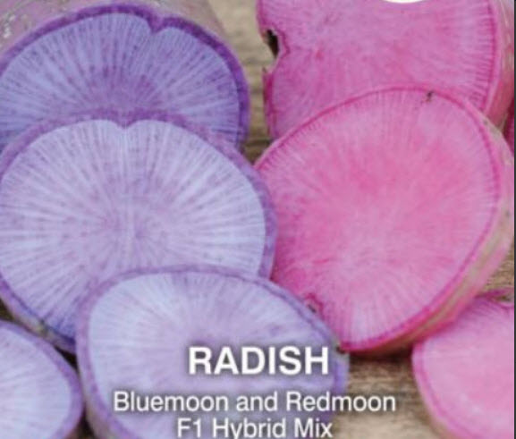 ไชเท้า บลูมูน-เรดมูน คละ (Radish Bluemoon & Redmoon F1 Hybrid) / 100 เม็ด (UK)*