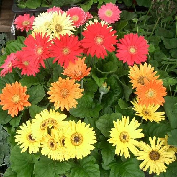 พิมพ์ตัดดอก+ใบเยียบีร่า( Aluminum mold cutter Gerbera flower )