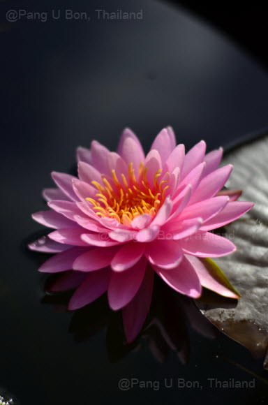 บัวฝรั่ง 'ชมพูไพรัตน์' / Hardy Waterlily N.'Chompoo Pairat'