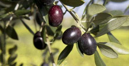 มะกอกโอลีฟ (Olive Oil / Olea europaea) / 5 เม็ด (Portugal)*