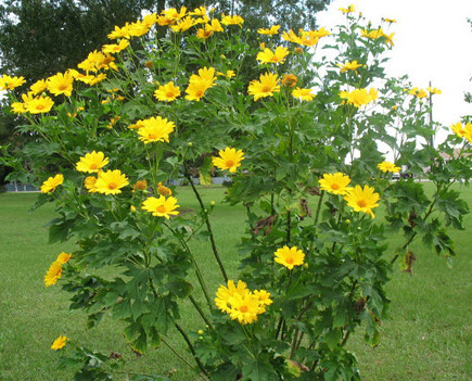 บัวตอง (Mexican Sunflower) / 100 เม็ด *