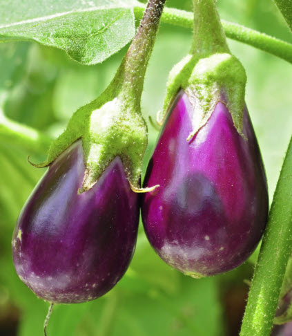 มะเขือยาว (Aubergine / Solanum Melongena) / 20 เม็ด (UK)