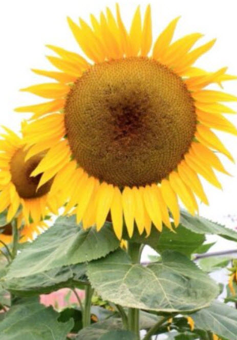 ทานตะวันยักษ์ แมมมอธ เกรย์ (Mammoth Grey Sunflower) / 20 เม็ด (Greece)*
