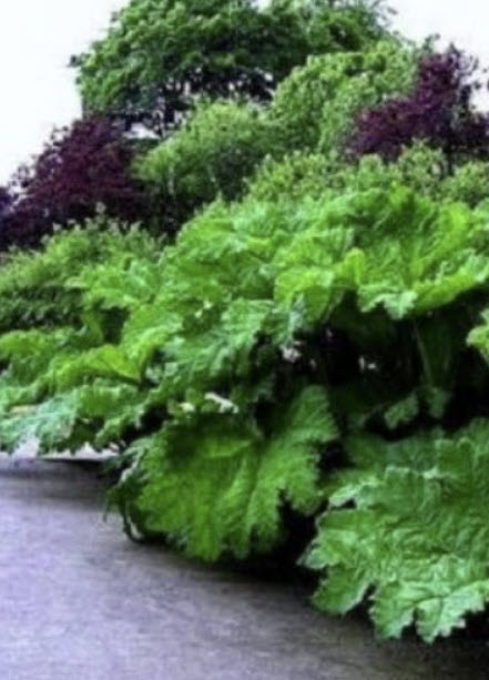 ไจแอนท์ รูห์บาบ (Giant rhubarb / Gunnera manicata) / 20 เม็ด (France)*