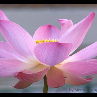 เรซินอัดลายดอกบัวหลวง+บัวสาย(Veiners LOTUS+WATER LILY)