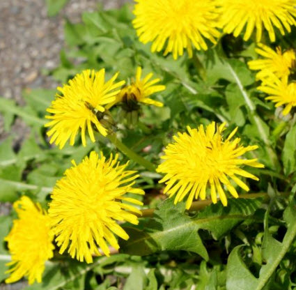 แดนดิไลออน (Dandilion) สีเหลือง / 2,000 เม็ด ดอกไม้กินได้ *