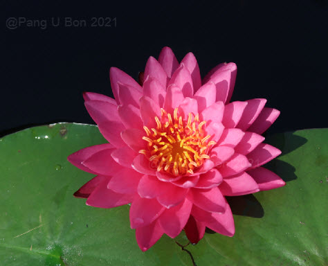 บัวฝรั่ง 'ระพีลาภ' / Hardy Waterlily N.'Rapeelarp'