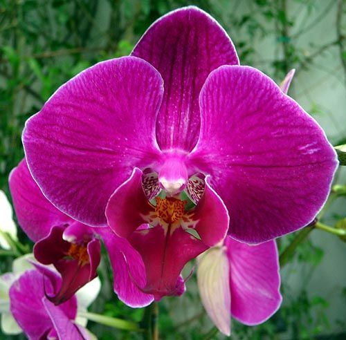 พิมพ์เรซิ่นดอกกล้วยไม้ฟาแลนด์ (Veiners Phalaenopsis orchids)