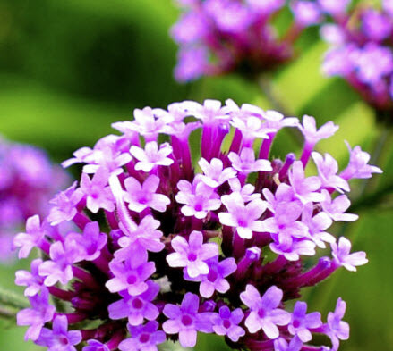 เวอร์บีน่าม่วง (Purpletop Vervain) / 1,000 เม็ด (UK)*
