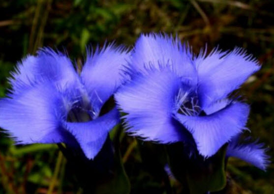 บลู เจนเทียน (Blue Gentian / Fringed gentian) / 10 เม็ด (France)*