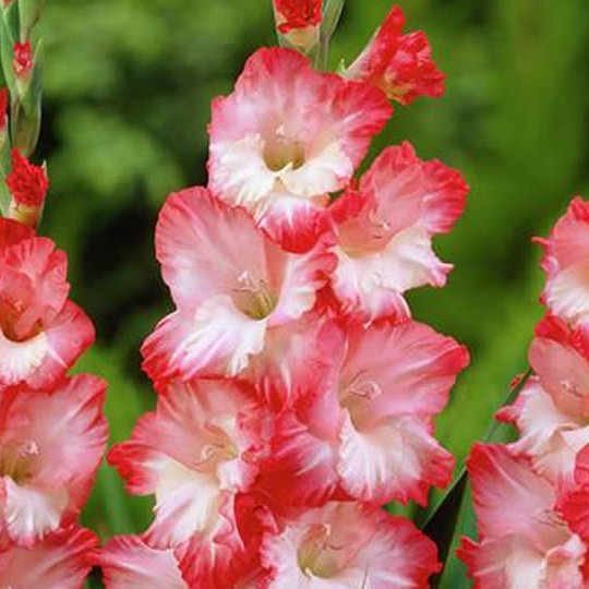 พิมพ์ตัดดอก + ใบแกลดิโอลัส ( Aluminum Mold cutter Gladiolus flower )