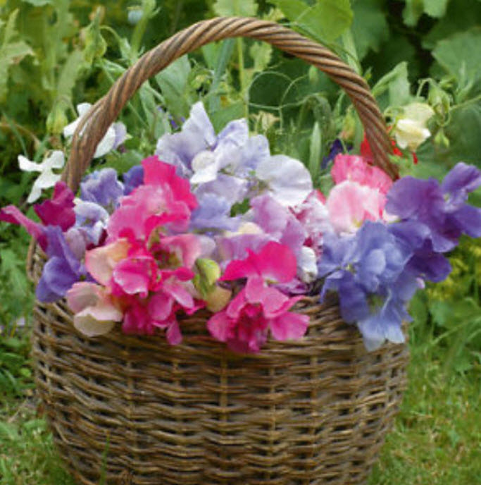 สวีทพี รอยัล แฟมิลี่ (Sweet Pea - Royal Family) คละ / 25 เม็ด (USA)*