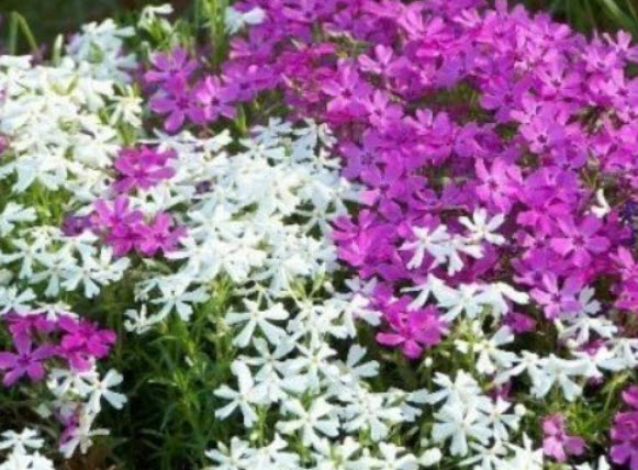 เมาน์เท่น ฟล็อกซ์ (Mountain Phlox) คละ / 160 เม็ด (UK)*