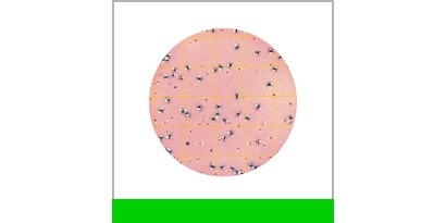 EC แผ่นเพลทอาหารเลี้ยงเชื้อสำเร็จรูป สำหรับทดสอบเชื้ออีโคไล/โคลิฟอร์ม 3M™ Petrifilm™