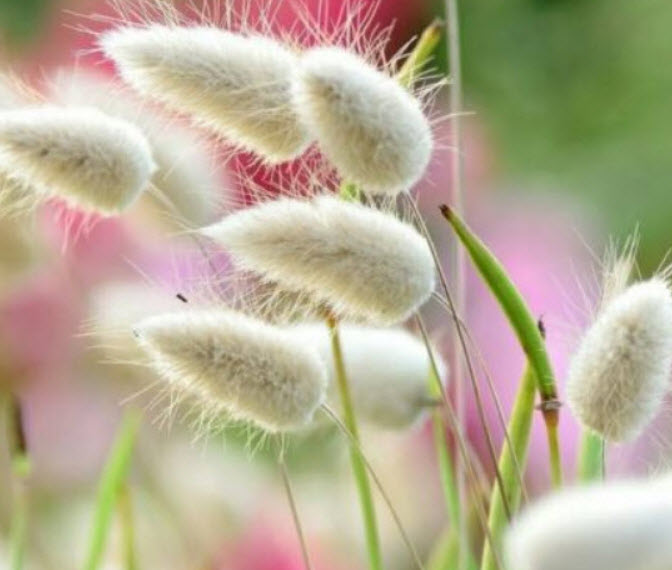 หญ้าหางกระต่าย (Bunny's Tail Grass) / 800 เม็ด (France)