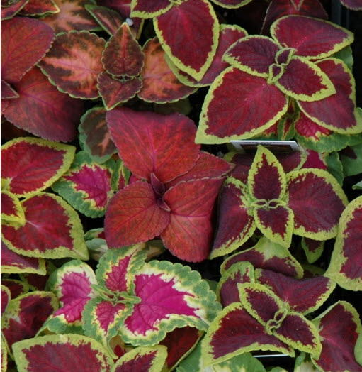ฤาษีผสมแฟนซี (Coleus - blumei Rainbow) / 100 เม็ด (France)*