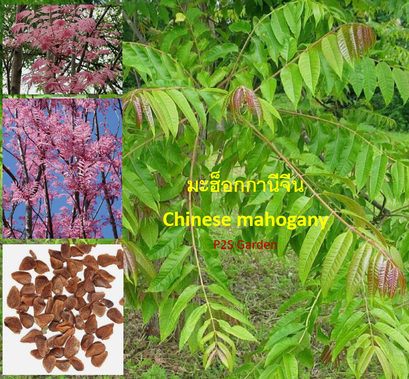 มะฮ็อกกานีจีน (Chinese Mahogany) หรือฟลามิงโก้ / 50 เม็ด (France)*