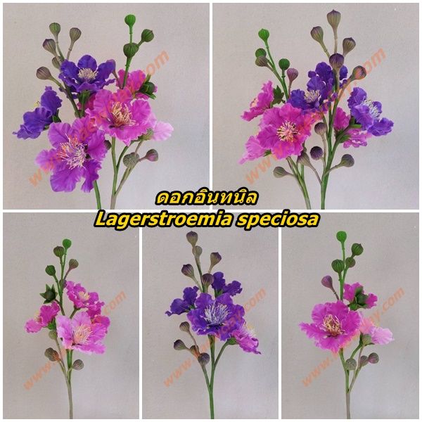 ดอกอินทนิล เสลา ตะแบก(Queen's crape myrtle)