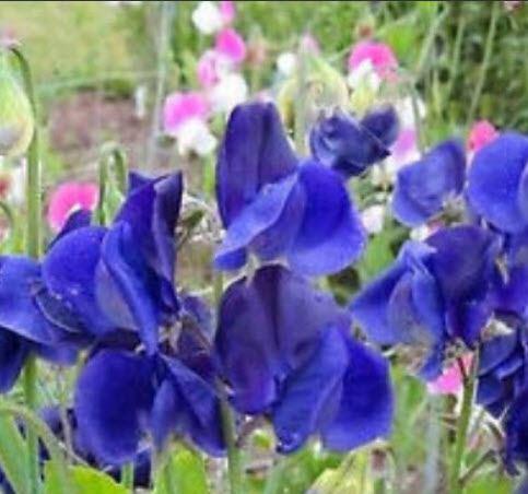 สวีทพี รอยัล เนวี่ บลู (Sweet Pea - Royal Navy Blue) / 30 เม็ด (UK)*